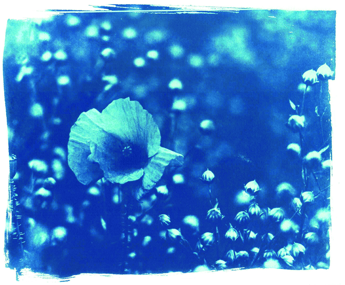 Atelier cyanotype